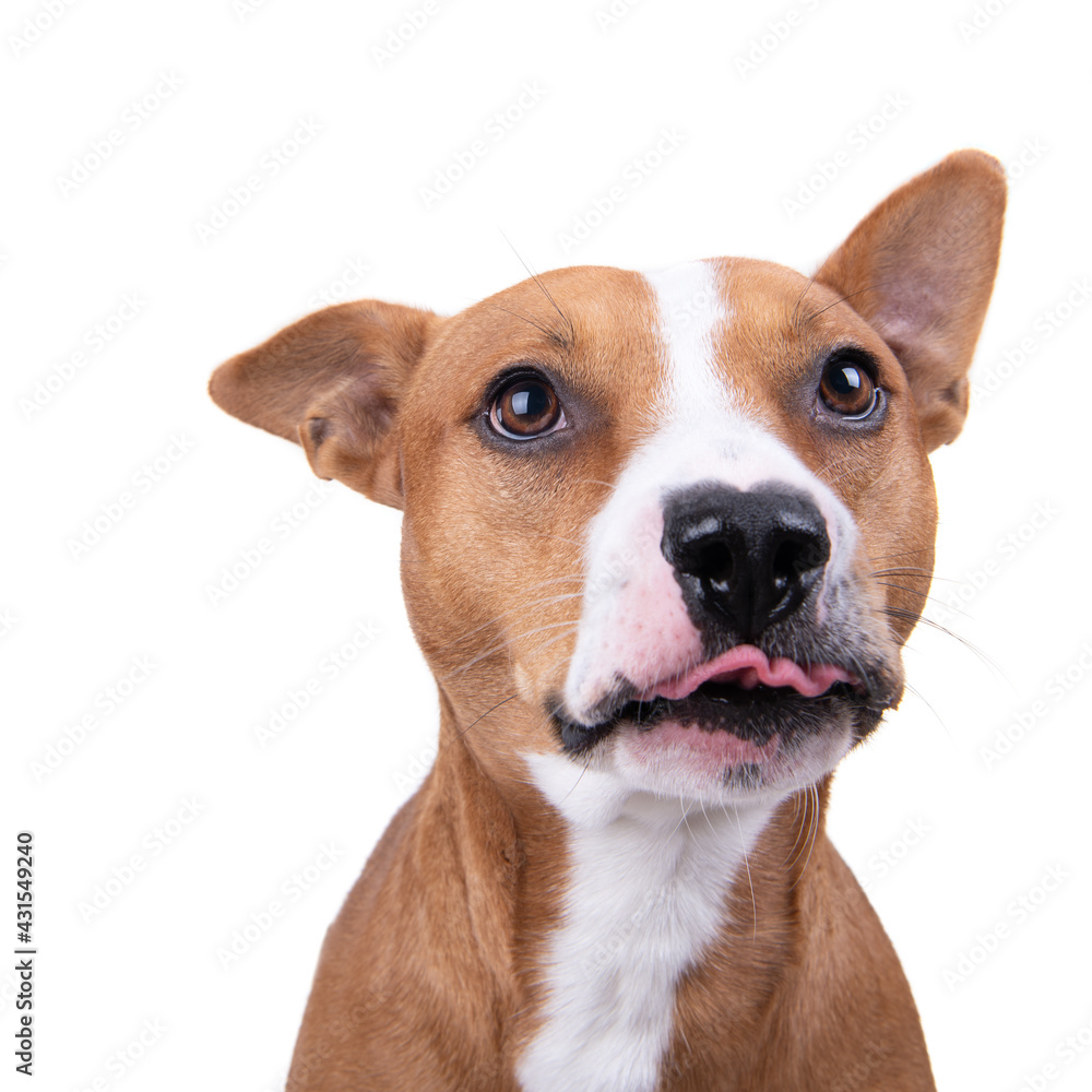 Close up red American Staffordshire terrier isolated on a white background. Dog showing tongue. Red American Pit Bull Terrier. Mixed breed. Masculine dog. Black nose