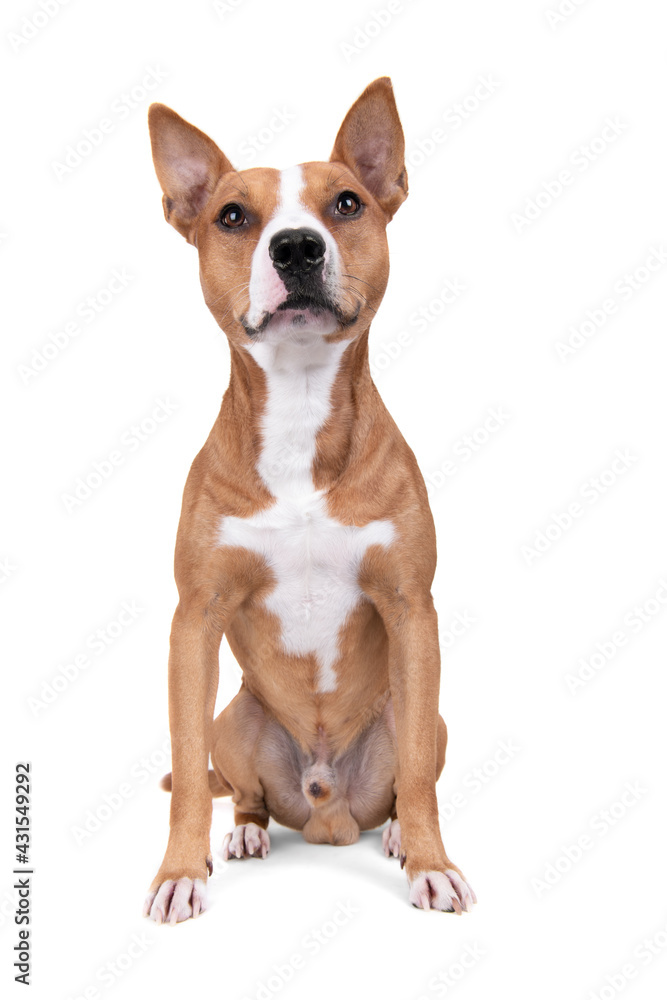 Full-length red American Staffordshire terrier with orange ball isolated on a white background. Red American Pit Bull Terrier. Mixed breed. Masculine dog. Brown and white dog is sitting. 
Male dog