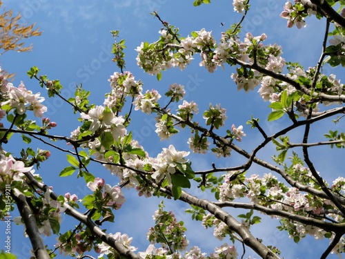 Apfelblüte mit sehr vielen Blüten in rosa, weiß und mit gelben Stempeln an einem Apfelbaum