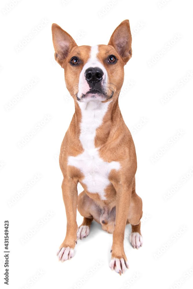 Full-length red American Staffordshire terrier isolated on a white background. Red American Pit Bull Terrier. Mixed breed. Masculine dog. Brown and white dog is sitting.  Male dog
