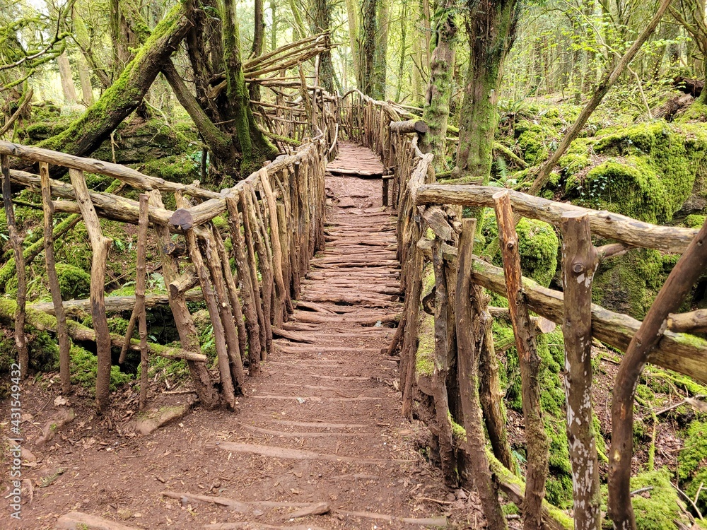 Fototapeta premium wooden bridge in the woods
