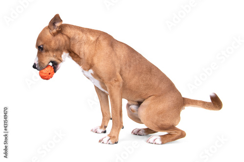 Full-length red American Staffordshire terrier with orange ball isolated on a white background. Red American Pit Bull Terrier. Mixed breed. Masculine dog. Brown and white dog is sitting. Male dog