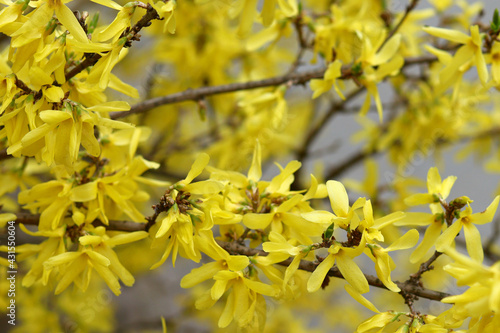 Yellow spring flowers bloomed on a sunny day