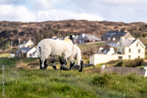 Cute blackface sheep lambs in a field in County Donegal - Ireland