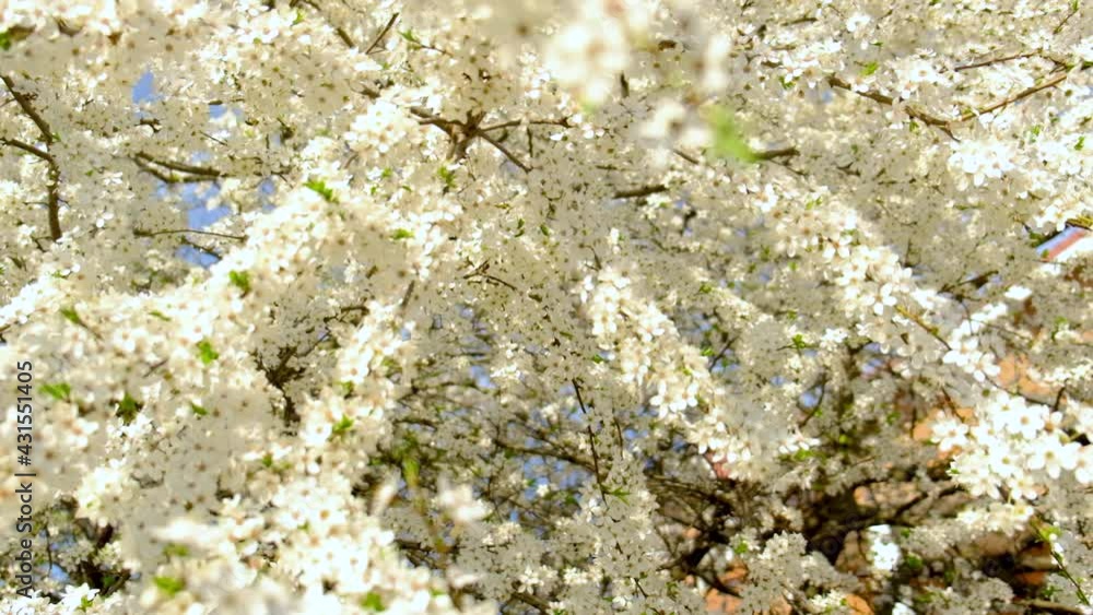 Blooming trees in spring against the background of the sky. Selective focus. Blooming trees in spring against the background of the sky. Selective focus.