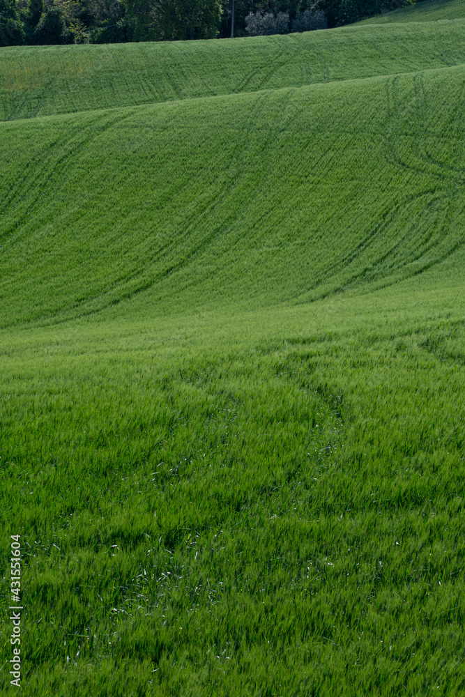 detail of green wheat field with the contrasts of light and shadows on the hills of the Marche region in Italy detail of green wheat field with the contrasts of light and shadows on the hills of the Marche region in Italy