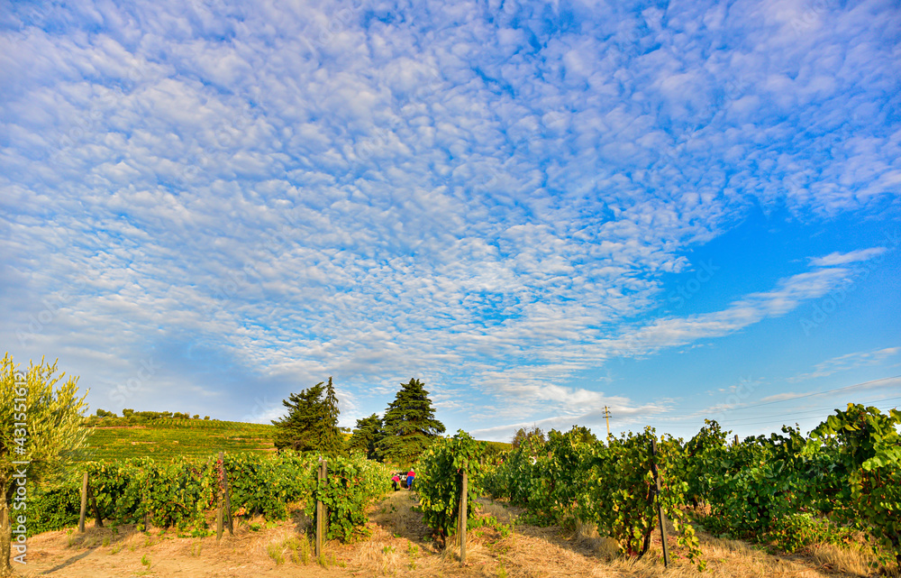 Vines planted in the field for grape harvesting under cloudy skies