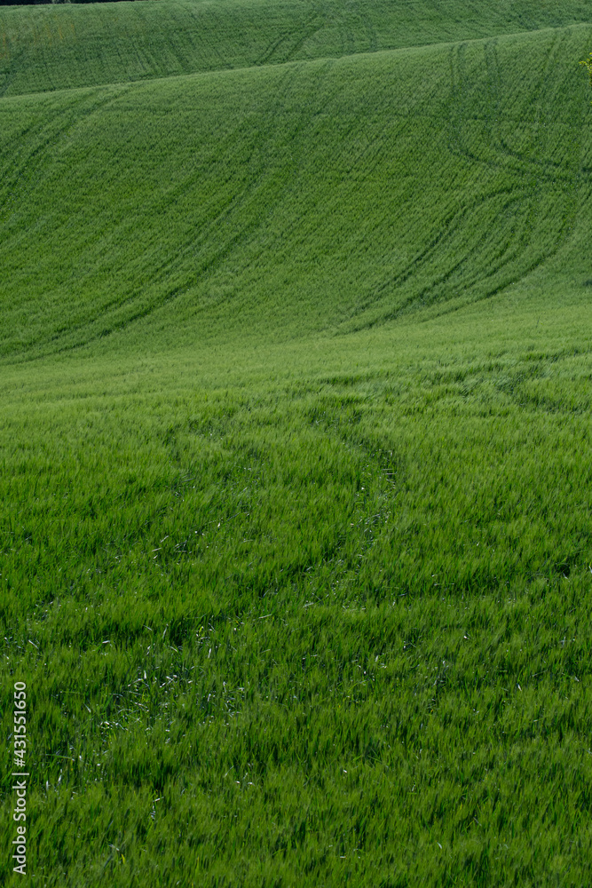 detail of green wheat field with the contrasts of light and shadows on the hills of the Marche region in Italy