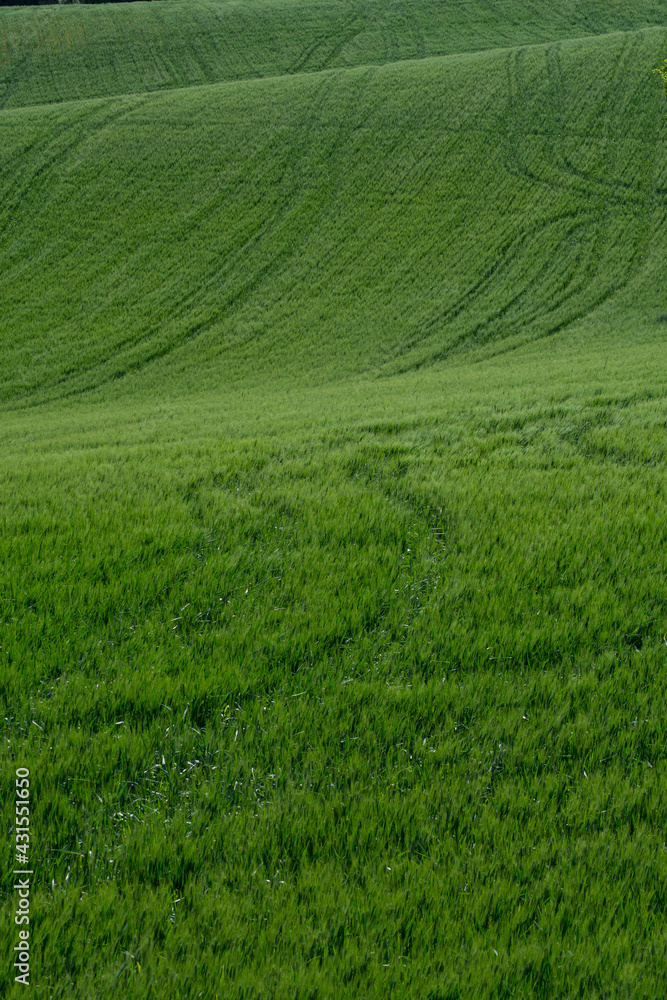 detail of green wheat field with the contrasts of light and shadows on the hills of the Marche region in Italy detail of green wheat field with the contrasts of light and shadows on the hills of the Marche region in Italy