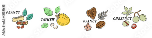 Nuts color line icons set. Nuts are the hard-shelled fruit of certain plants. Cashew, hazelnut, almond, walnut, peanut, pistachios. Vector illustration in cartoon flat style.