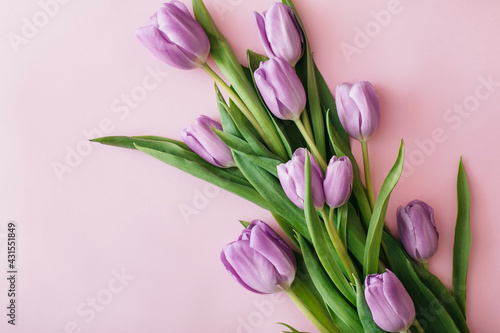 Purple tulips on pink background. Flat lay, top view, copy space. Flower composition. Spring time concept.