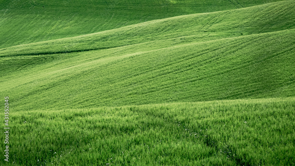 detail of green wheat field with the contrasts of light and shadows on the hills of the Marche region in Italy detail of green wheat field with the contrasts of light and shadows on the hills of the Marche region in Italy