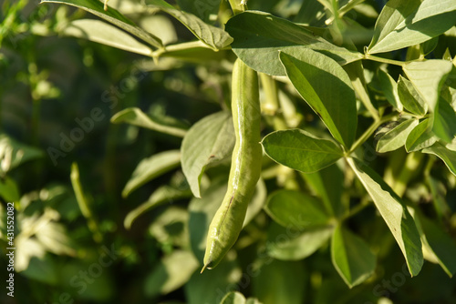 Field bean plants, green beans on a rural farm, broad bean, Broad Beans in the vegatable garden. Vicia faba, also known in the culinary sense as the broad bean, fava bean, or faba bean is a species.