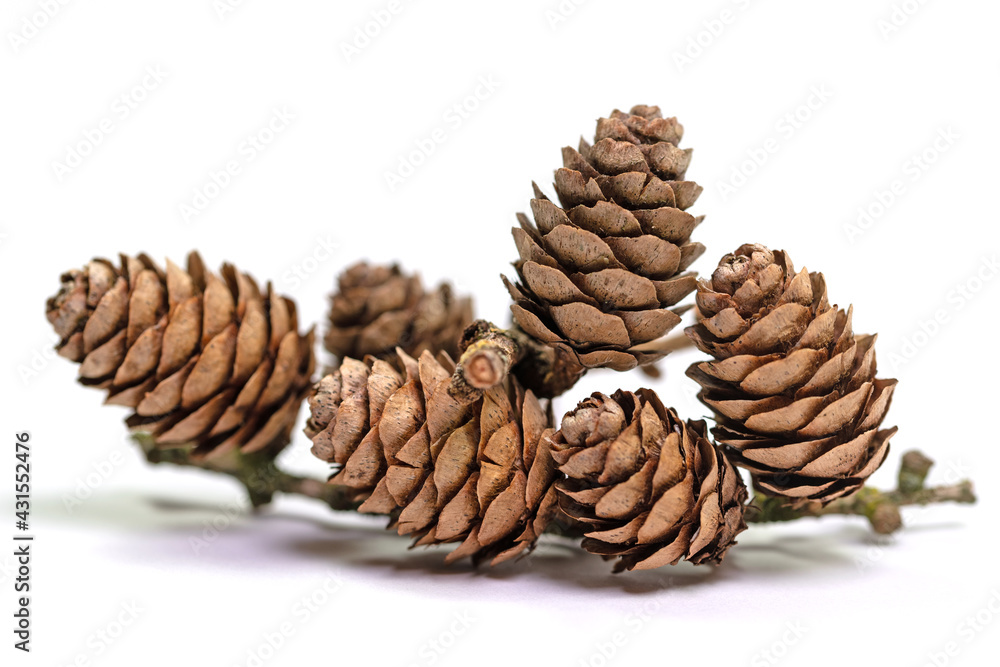Reife Zapfen der Lärche, Larix, vor weißem Hintergrund Reife Zapfen der Lärche, Larix, vor weißem Hintergrund