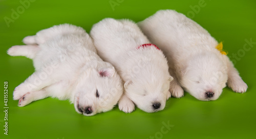 Three small one month old cute white Samoyed puppies dogs
