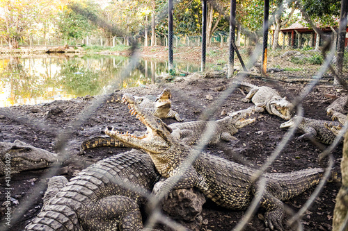 alligator in the lake in Cuba