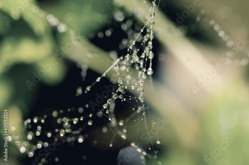 Natural background with wet webcob. Macro water drops on thin threads of spider web.