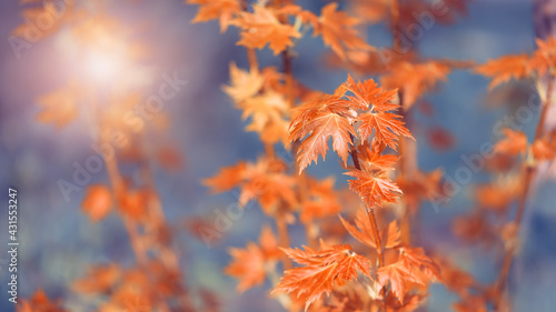 Young leaves of maple red orange in the sunlight on a blue toned blurred background. Beautiful natural banner. Spring or autumn background. Selective focus.