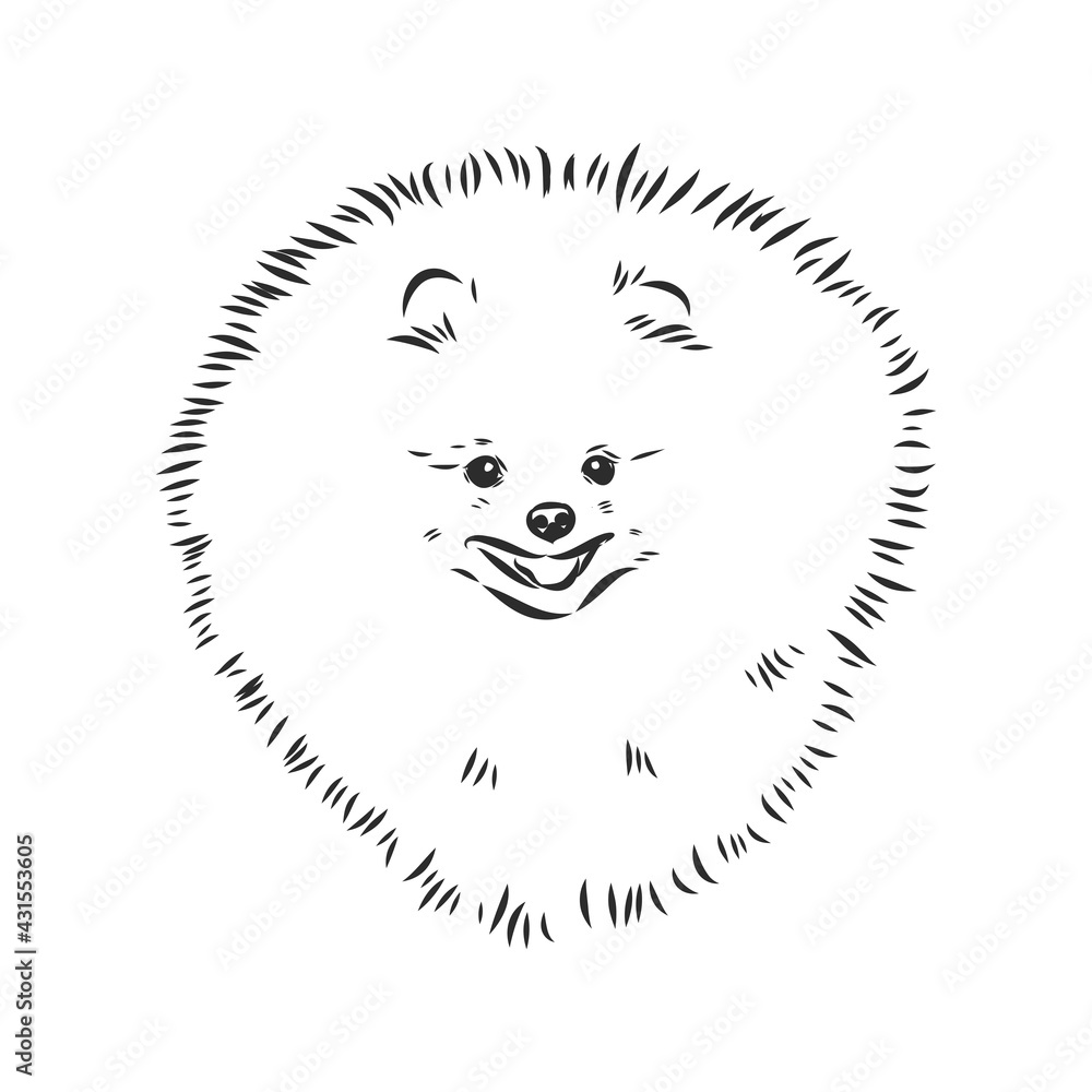Pomeranian dog hand drawn sketch. Purebred lap dog face on white background. Pomeranian dog hand drawn sketch. Purebred lap dog face on white background.