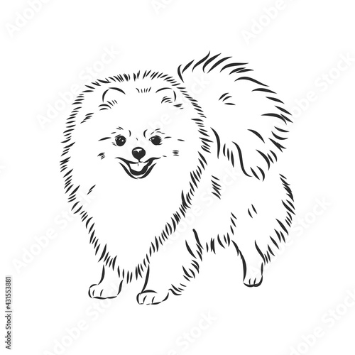 Pomeranian dog hand drawn sketch. Purebred lap dog face on white background.