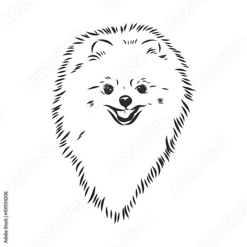 Pomeranian dog hand drawn sketch. Purebred lap dog face on white background.