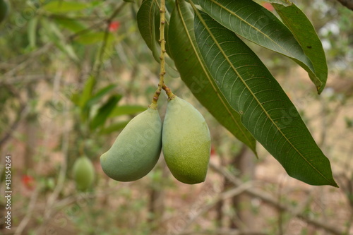 Two mangoes hanging on the plant showing leaves blurred background