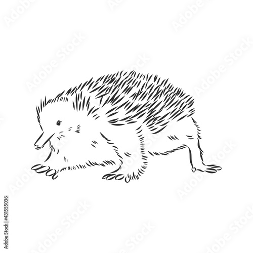 Echidna illustration, drawing, engraving, ink, line art, vector