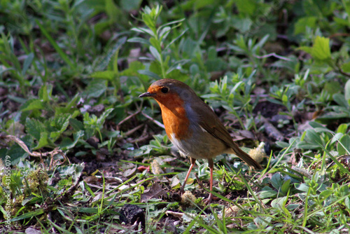 European robin (Erithacus rubecula)feed on the ground on a spring afternoon in April