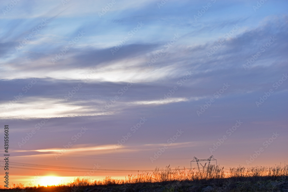 Fototapeta premium Purple flowers of the great breakwater Androsace maxima subsp. caucasica