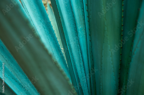 agave azul, tequila Mexico 