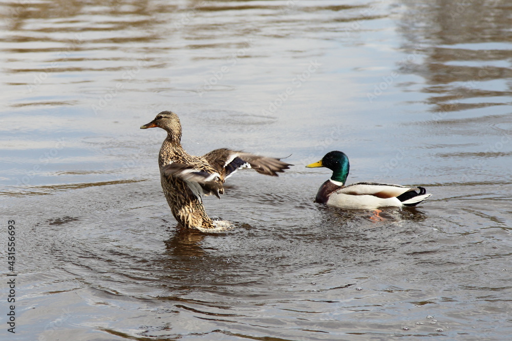 Wings flapping wild duck female on swimmings mallard male on the water at spring day, European migratory waterfowl birds pair Wings flapping wild duck female on swimmings mallard male on the water at spring day, European migratory waterfowl birds pair