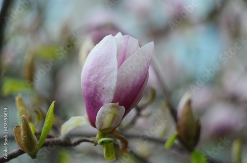 Beautiful purple magnolia flowers in the spring season on the magnolia tree. Blue sky background.