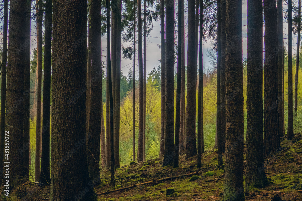 Obraz premium Frühling 2021