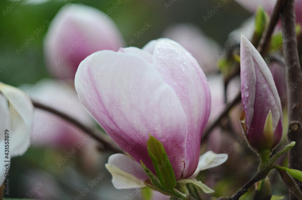 Beautiful purple magnolia flowers in the spring season on the magnolia tree. Blue sky background.