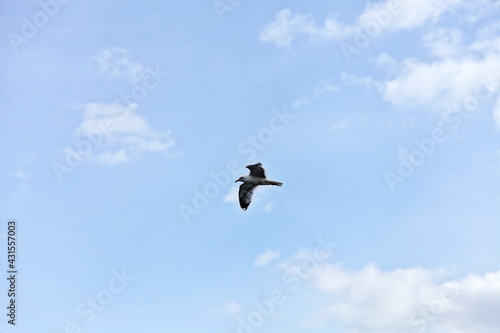 Tall flying seagull in the blue sky with white clouds