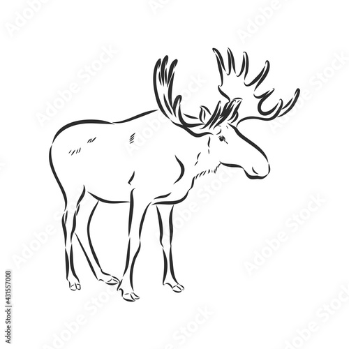 Isolated moose illustration. moose vector sketch illustration