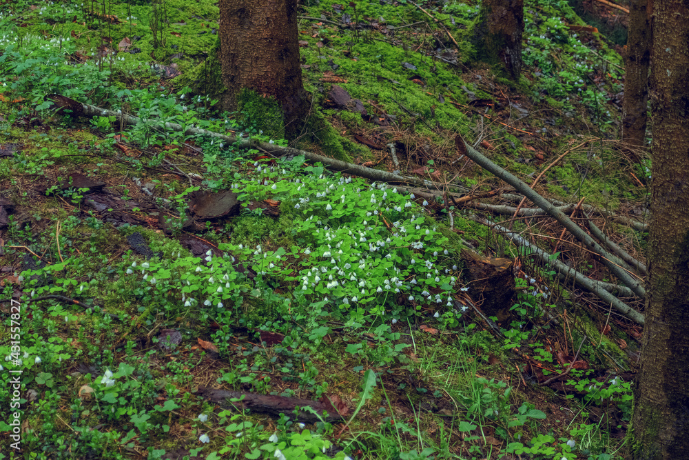Frühling 2021 Frühling 2021
