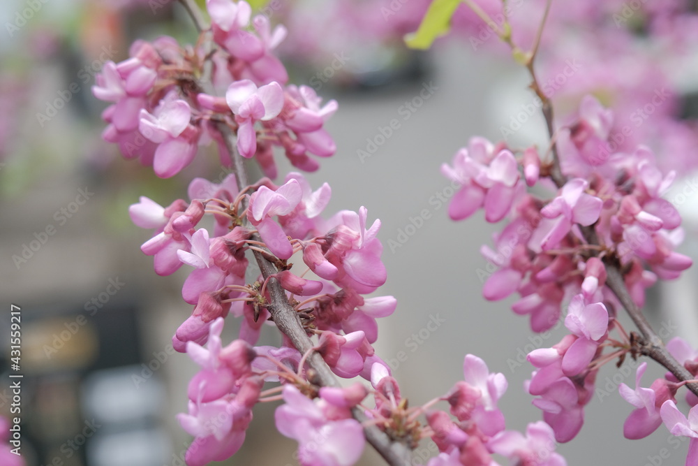 Fototapeta premium pink flowers on branches of Eastern Redbud or Eastern Redbud Cercis canadensis on the street in the city. pink flowers appear in the spring on the streets of Tbilisi. Selective focus