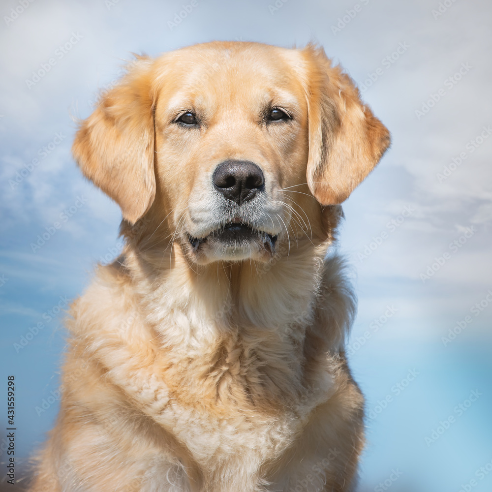 Golden retriever portrait sits and looks directly into the camera Golden retriever portrait sits and looks directly into the camera