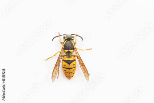 Looking straight down  on a yellow jacket on a white background