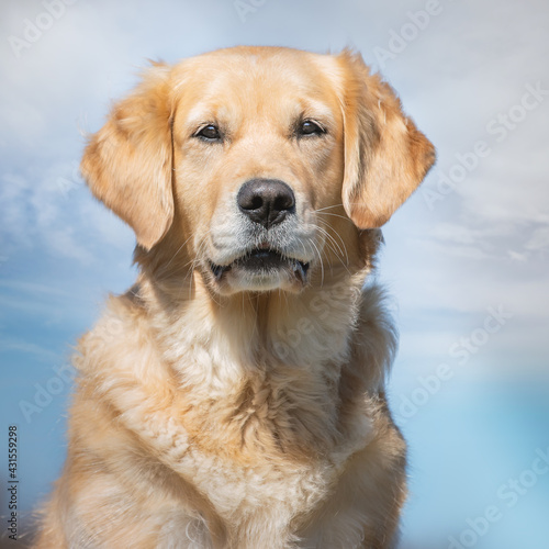 Golden retriever portrait sits and looks directly into the camera