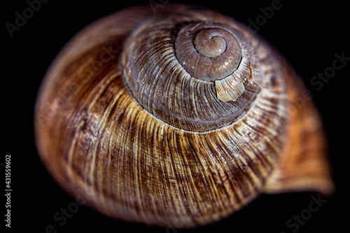 Snail shell in close up. Still life photography in studio.