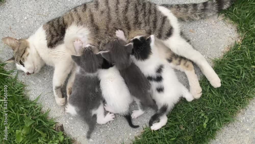 Mama cat nursing little kittens in the garden. Mother cat feeding tiny