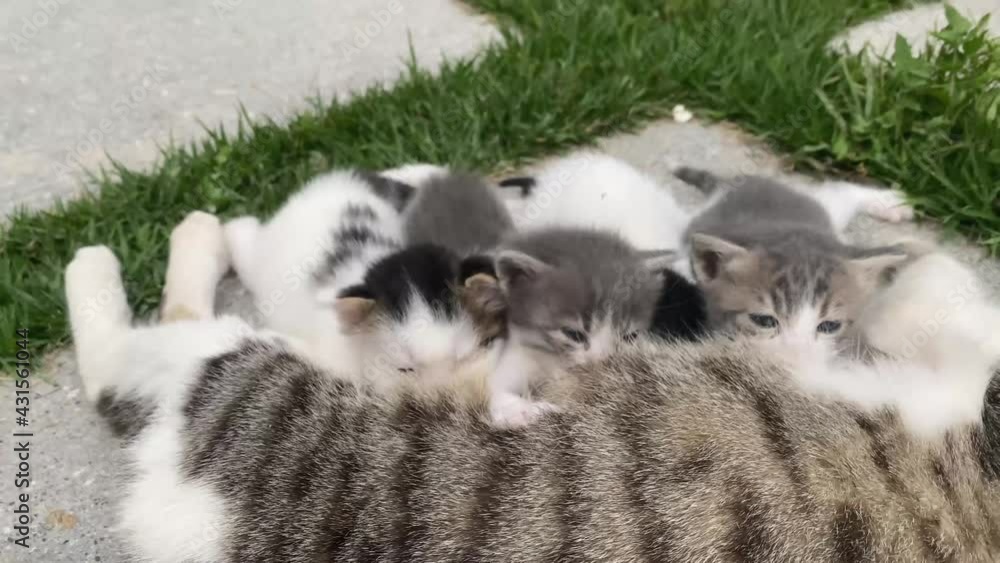 Mama cat nursing little kittens in the garden. Mother cat feeding tiny