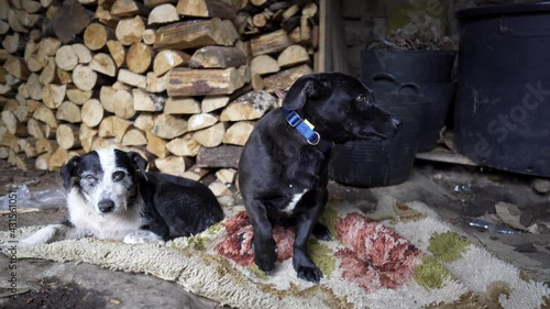 two dogs, one black and white, one-eyed old man, and a black puppy with a blue collar lying on a blanket with condo wood. toothed dogs at home. puppy with old dog