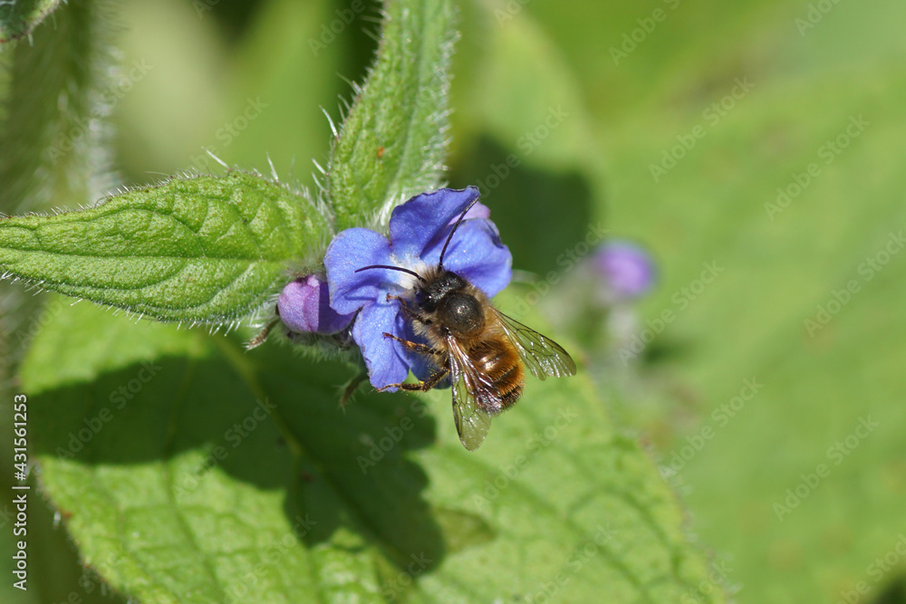 Red mason bee (Osmia bicornis), family Megachilidae on flowers of green alkanet (Pentaglottis sempervirens), family borage (Boraginaceae) in the garden. Spring, Netherlands, May Red mason bee (Osmia bicornis), family Megachilidae on flowers of green alkanet (Pentaglottis sempervirens), family borage (Boraginaceae) in the garden. Spring, Netherlands, May