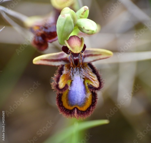 Fotografija Venus Mirror Orchid (Ophrys speculum)