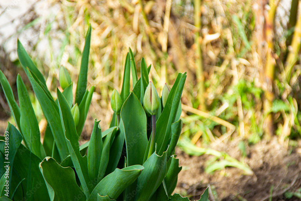 Fototapeta premium the closed tulips with green background