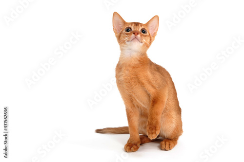 Abyssinian ginger cat sits on a white background © Евгений Порохин