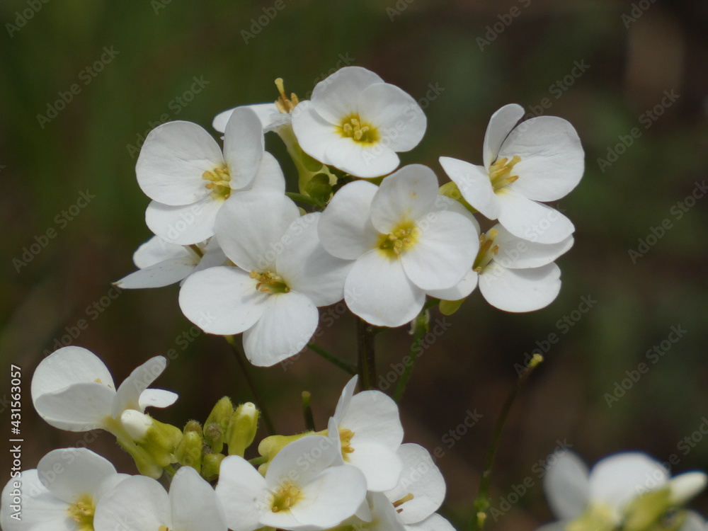 Obraz premium Alpine rock-cress (Arabis alpina) - heads of white, four-petalled flowers, Gdansk, Poland